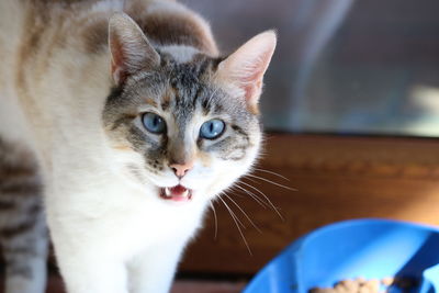 Close-up portrait of cat