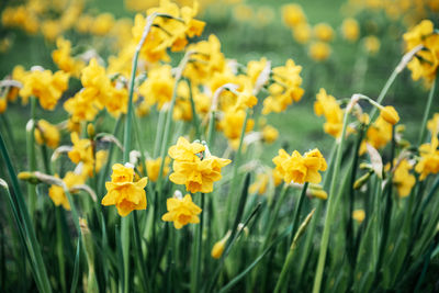 Close-up of yellow flowering plants on field