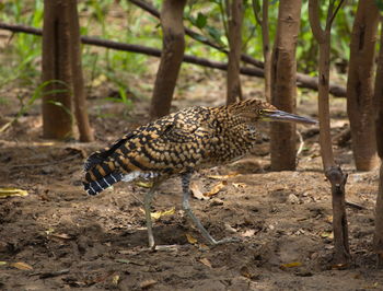 Side view of a bird on field