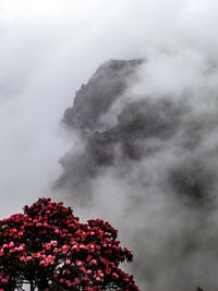 Low angle view of tree against sky