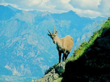 Deer standing on cliff