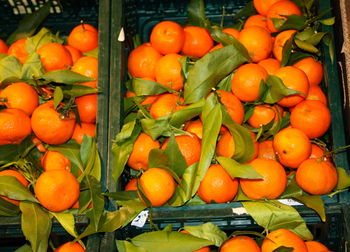 High angle view of tomatoes for sale at market stall