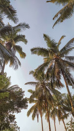 Low angle view of palm trees against clear sky