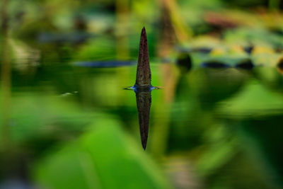 Close-up of lizard on plant