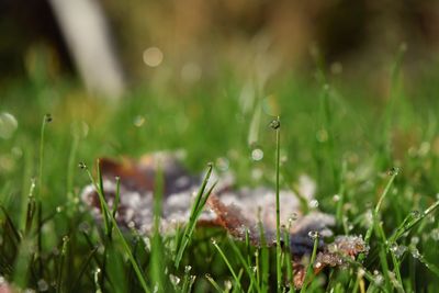 Close-up of insect on grass