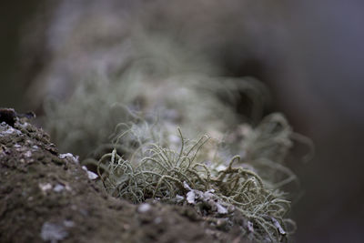 Close-up of moss growing outdoors