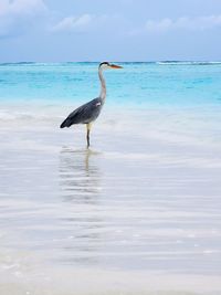 Heron in front of the sea against sky