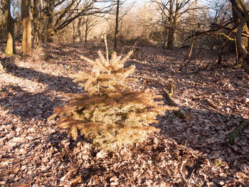 View of bare trees in forest