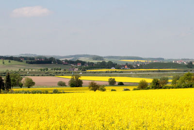 View of field with trees in background