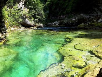 Scenic view of river in forest