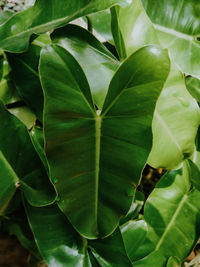 Full frame shot of green leaves