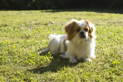 Dog on grass