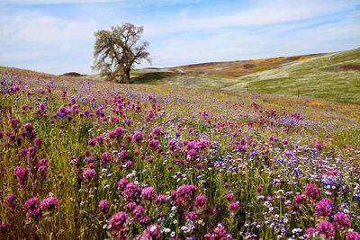 Wildflowers in northern california