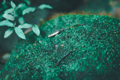 Close-up of insect on plant