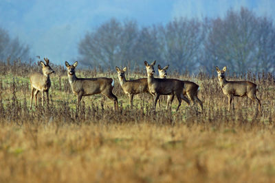 Group of deer in the wild