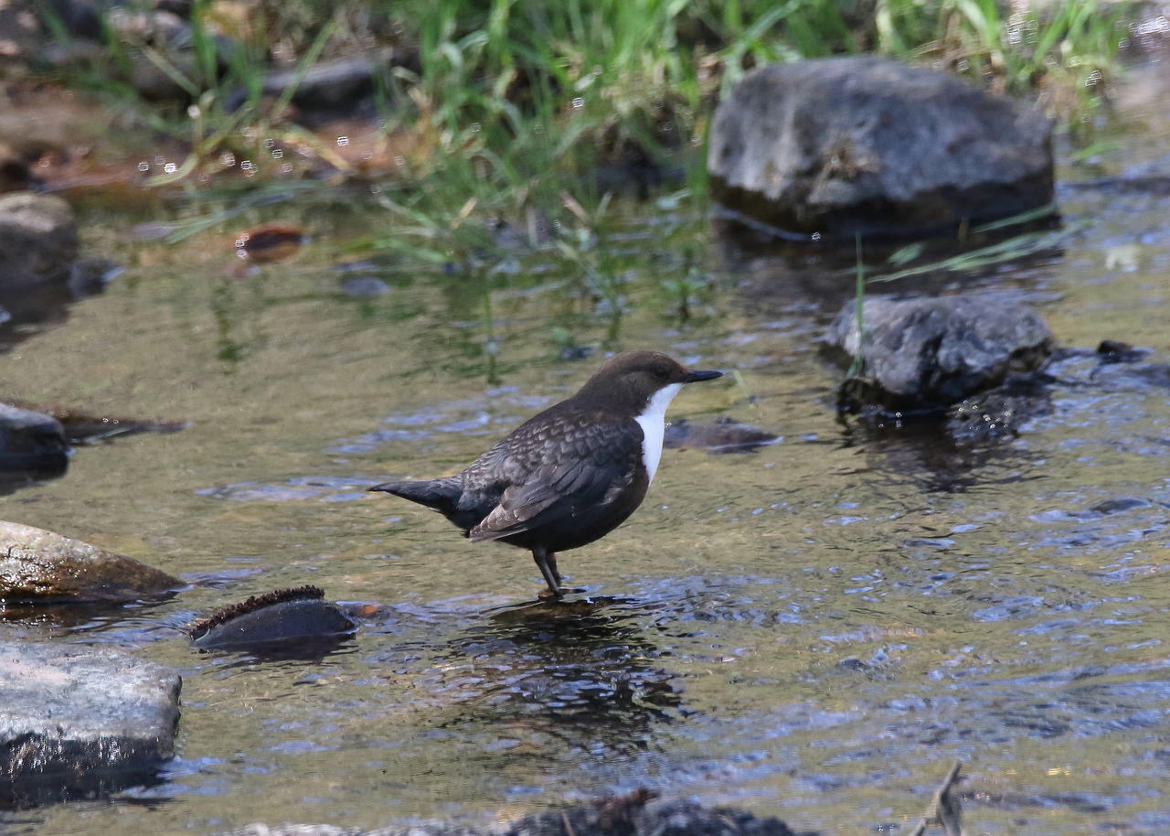 BIRD PERCHING ON A ROCK