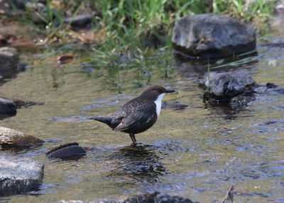 Bird perching on rock in lake