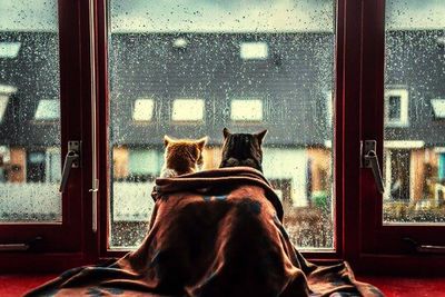 domestic animals