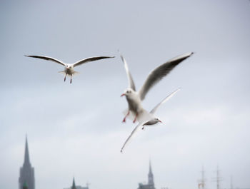 Low angle view of seagulls flying against sky