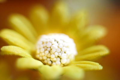 Close-up of yellow flowering plant