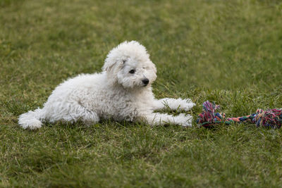 White poodle puppy playing in the garden outdoors