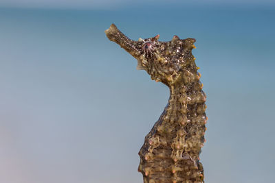 Close-up of sea horse outdoors