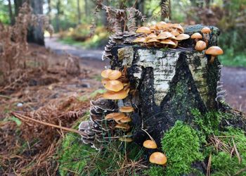 Close-up of mushrooms growing on tree trunk