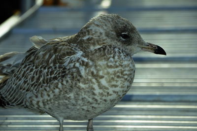 Close-up of bird against blurred background