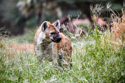 Photo of hyena dog in the wild.