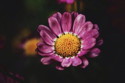 Close-up of pink flower