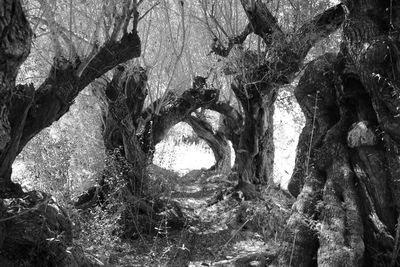 Low angle view of tree trunk