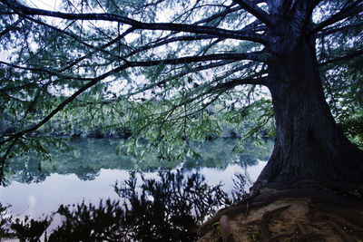 Reflection of trees in lake