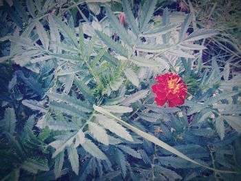 High angle view of red flowering plants