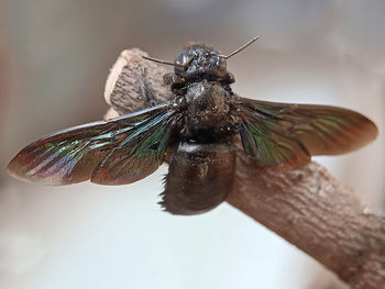 Close-up of butterfly