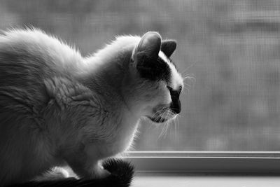 Close-up of cat sitting on floor