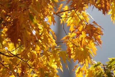 Low angle view of tree during autumn