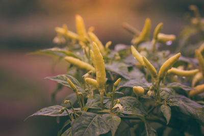 Close-up of green chili peppers growing on plant