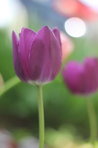 Close-up of flower blooming outdoors