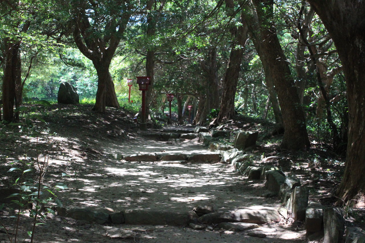 SCENIC VIEW OF FOREST