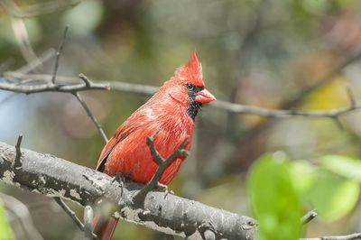 Close-up of cardinal perched on a tree.