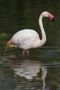 Close-up of swan in lake