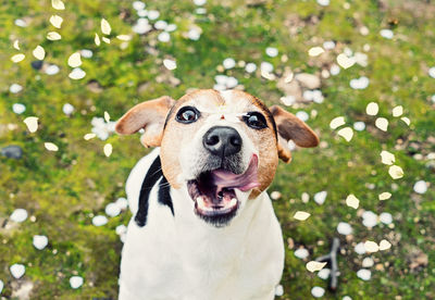 Close-up of dog