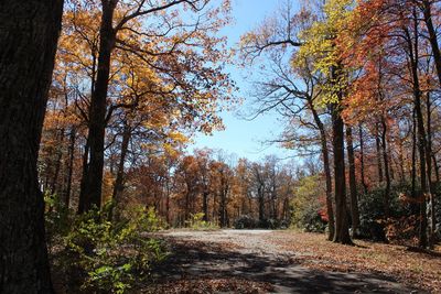 Trees in forest during autumn