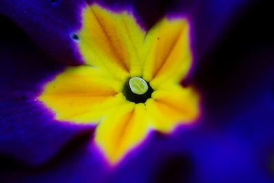 Close-up of purple flowering plant