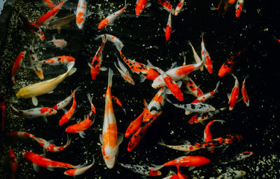 View of koi carps swimming in pond