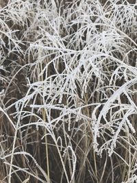 Full frame shot of field