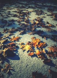 High angle view of maple leaves fallen on water