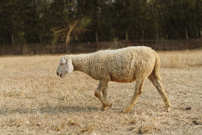 Side view of a sheep on field