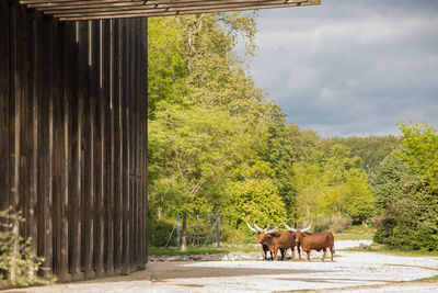 Bulls standing on dirt road against trees