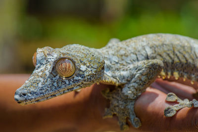 Close-up of hand feeding